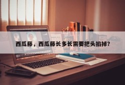 西瓜藤，西瓜藤长多长需要把头掐掉？